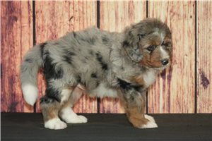 Benny - puppy for sale
