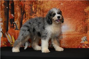 Cordelle - Bernedoodle for sale