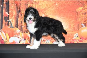 Mocha - Bernedoodle for sale