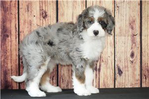 Cedar - Bernedoodle for sale