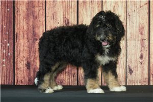 Sigmund - puppy for sale