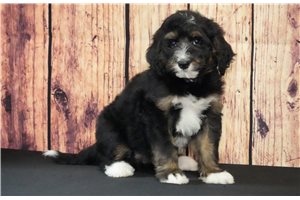 Indie - Bernedoodle for sale