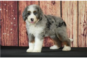 Cypress - Bernedoodle for sale