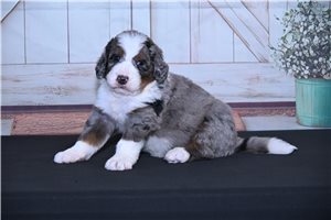 McGruff - puppy for sale