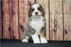 Gracie - Bernedoodle for sale