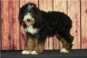 Elii - puppy for sale