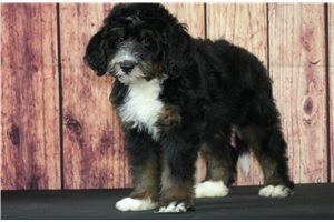 Harvey - Bernedoodle for sale