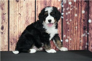 Koda - puppy for sale