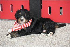 Louie - Bernedoodle for sale