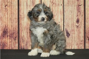 Cordelle - Bernedoodle for sale