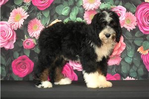 Zebo - Bernedoodle for sale