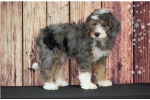 Carly - puppy for sale
