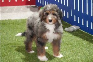 Alyssa - Bernedoodle for sale