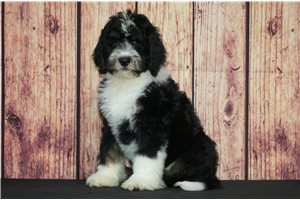 Louie - Bernedoodle for sale