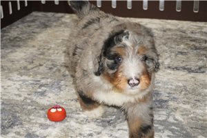Zeke - puppy for sale