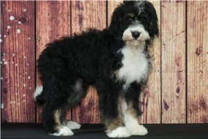 Violet - Bernedoodle for sale