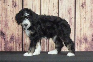 Rose - Bernedoodle for sale