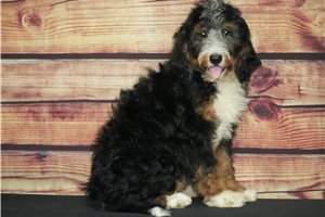 Briea - Bernedoodle for sale