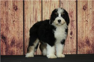 Lucia - Bernedoodle for sale