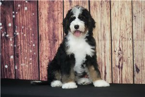 Koda - Bernedoodle for sale