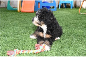 Lacy - Bernedoodle for sale