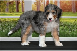 Selena - Bernedoodle for sale