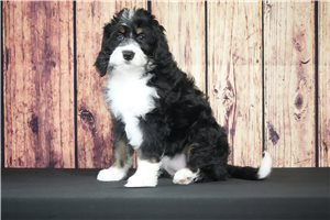 Violet - Bernedoodle for sale
