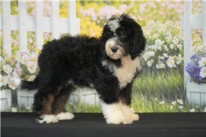 Zebo - Bernedoodle for sale