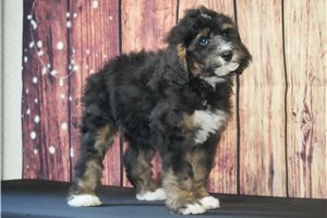 Indie - Bernedoodle for sale