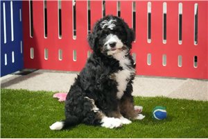 Julie - Bernedoodle for sale
