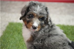Buddy - puppy for sale