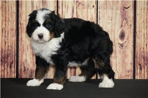 Maggie - puppy for sale