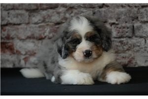 Cordelle - Bernedoodle for sale
