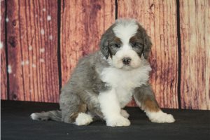 Wyatt - puppy for sale