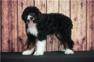 Sadie - Bernedoodle for sale