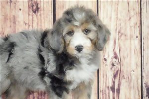 Muffin - Bernedoodle for sale