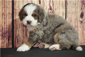 Gracie - Bernedoodle for sale