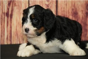 Bambi - Bernedoodle for sale