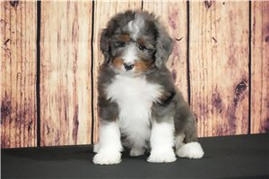 Hazel - Bernedoodle for sale