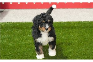 Dewey - puppy for sale