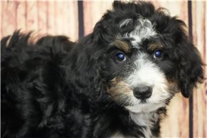 Rose - Bernedoodle for sale