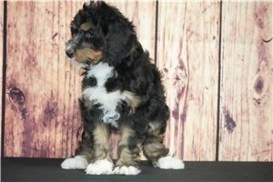 Pearl - Bernedoodle for sale