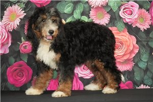 Briea - Bernedoodle for sale