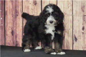 Cuddles - Bernedoodle for sale