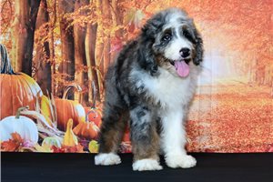 Bismark - Bernedoodle for sale