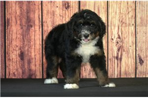 Harvey - Bernedoodle for sale