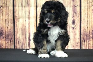 Hank - Bernedoodle for sale