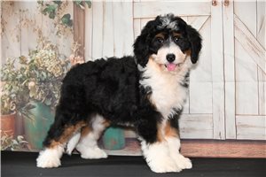 Paris - Bernedoodle for sale