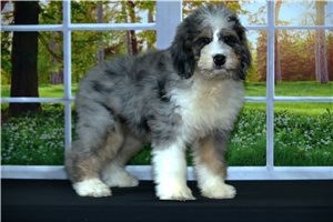 Cordelle - Bernedoodle for sale