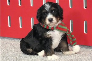 Brody - Bernedoodle for sale